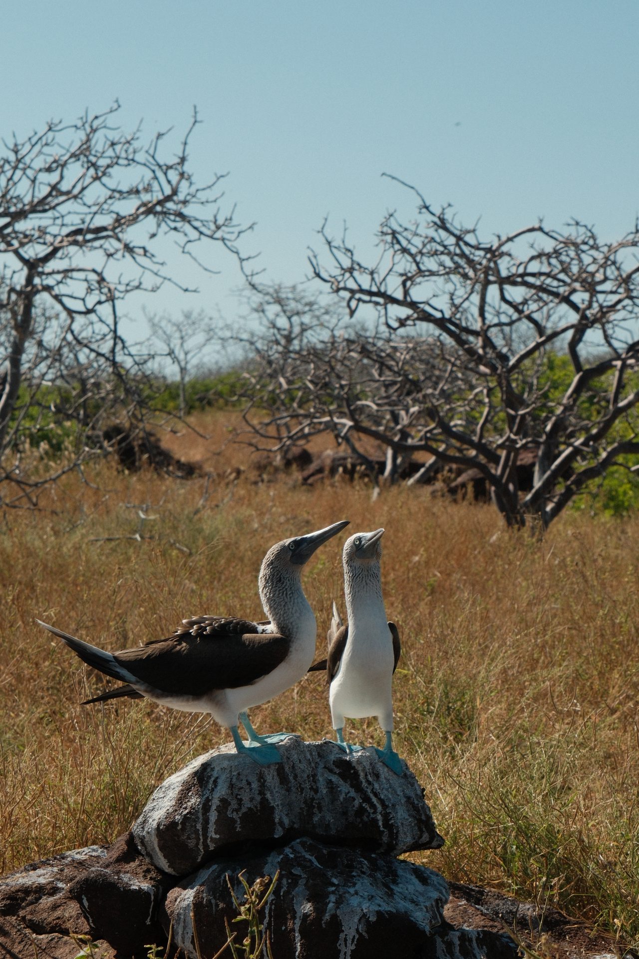Pair of Galapagos blue-footed boobies perched on a rock
