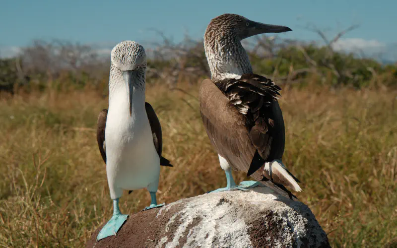 Two blue-footed boobies standing on a rock with dry grassland behind them