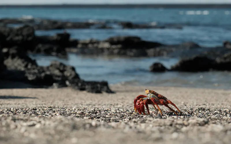 Sally Lightfoot crab on a sandy beach with lava rocks and ocean in the background
