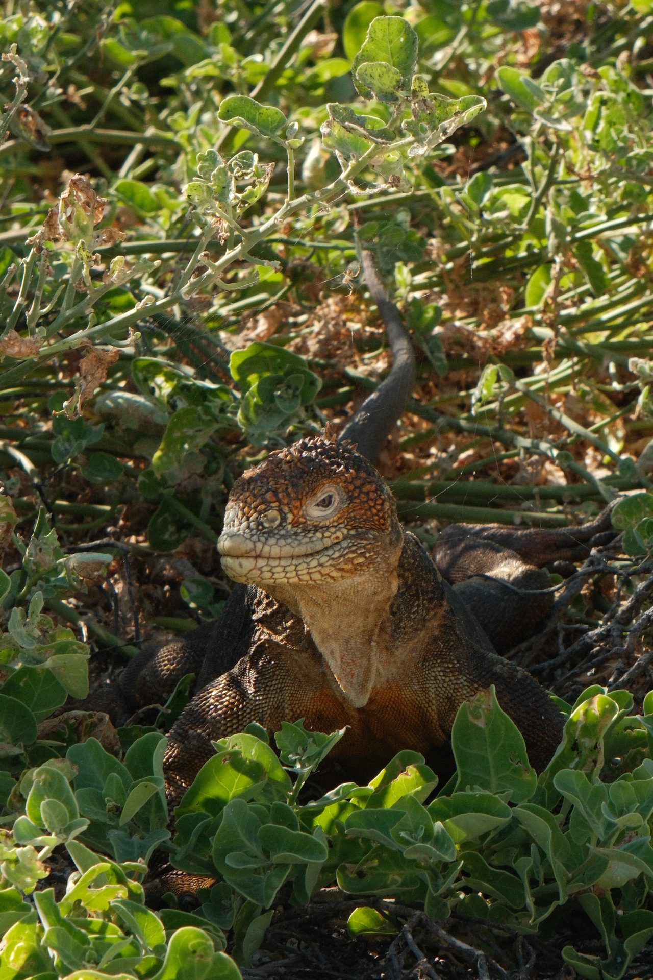 Galapagos land iguana resting among green vegetation