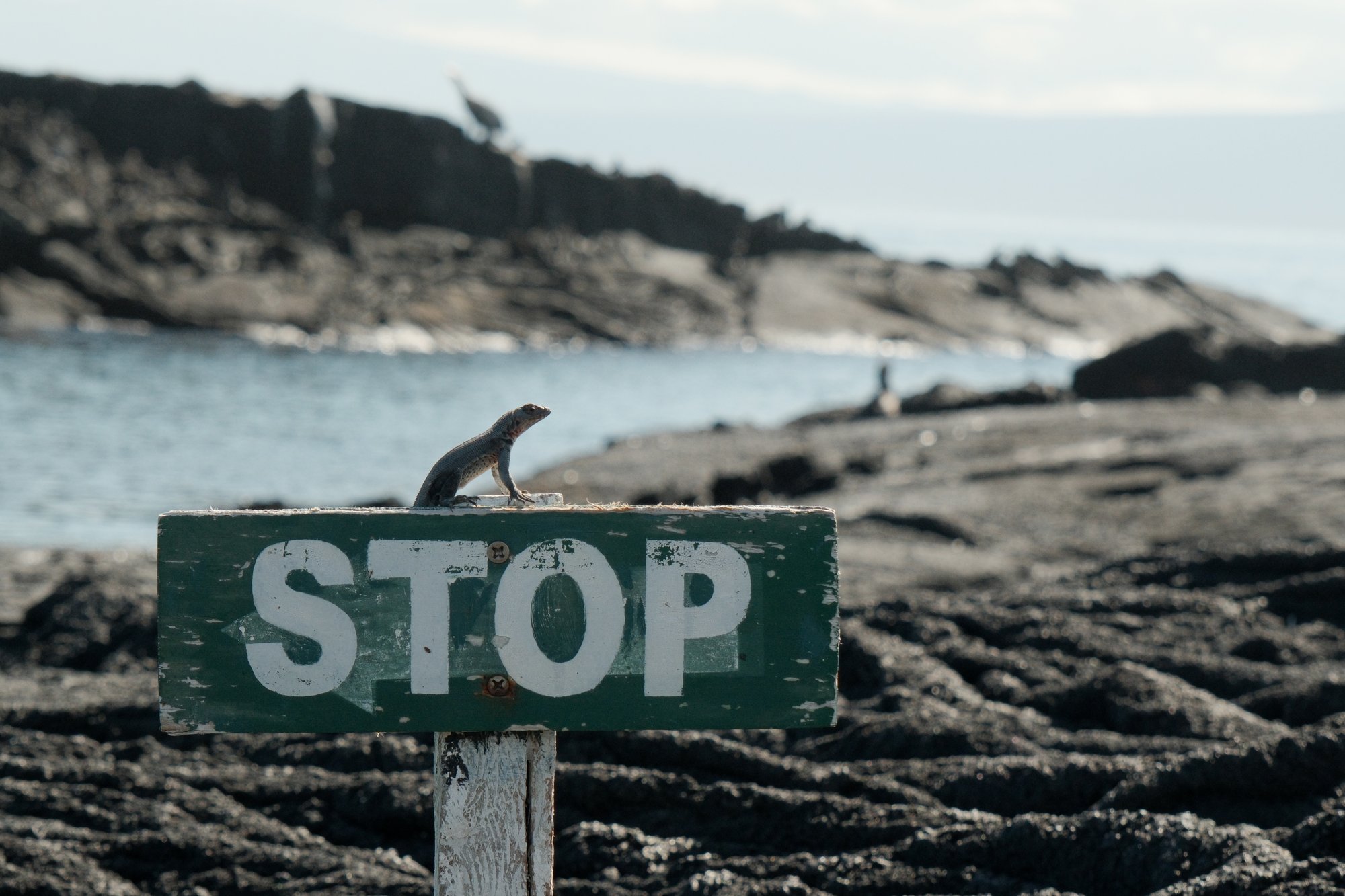 Lava lizard perched on a STOP sign at the edge of a Galapagos National Park protected area