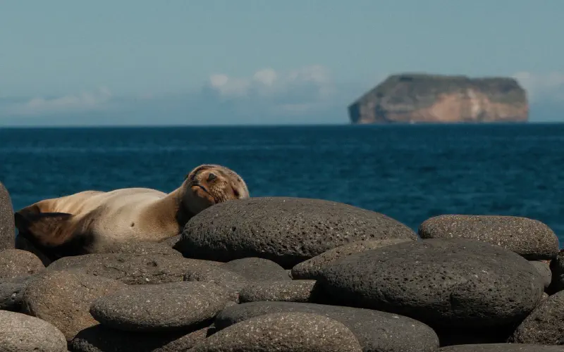 Galapagos sea lion resting on a sandy beach