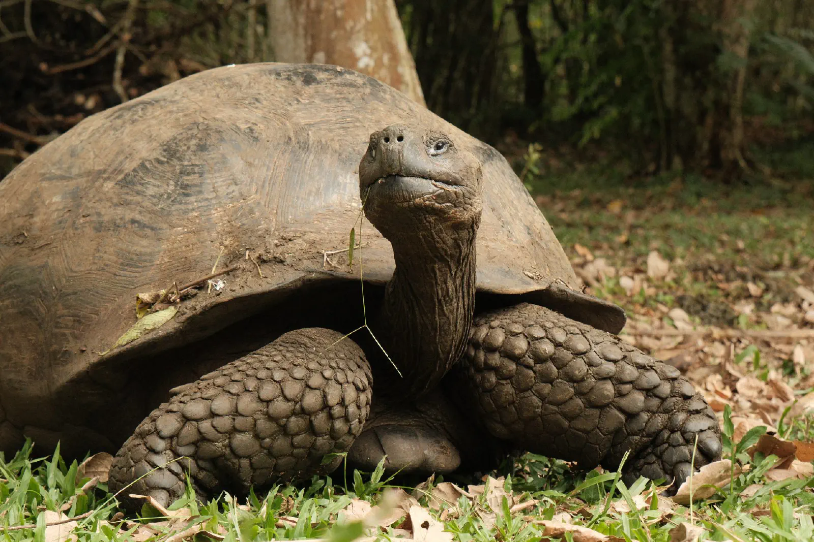 Galapagos giant tortoise looking up from a grassy highland trail